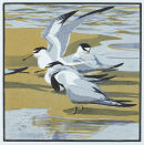 Little Terns