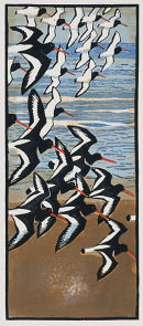 Oystercatchers