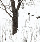 Stems in Snow