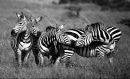 FRIENDLY ZEBRA