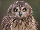 LITTLE OWL