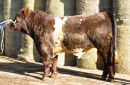 Stirling (PERTH) Bull Sales October 2010