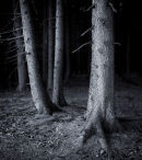 Treescape, Locherhof