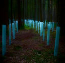 Tree nursery