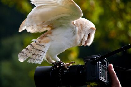 Barn Owl (tyto alba)