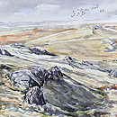 Golden Plover, Garreg Hir