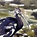 Glossy Ibis '8J9'