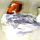 Goosander Pair