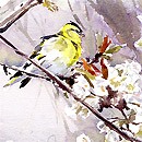 Siskin