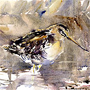 Wading Snipe