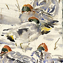 Teal, Lapwing, Snow & Ice
