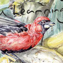 Book Jacket