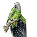 Field Guide