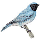Field Guide
