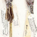 Sunbirds