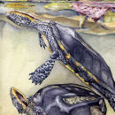 Side-necked Turtle