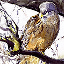 Red Kite