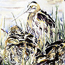 Common Snipe