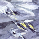 Common Dolphin