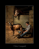 Milking Goat 2