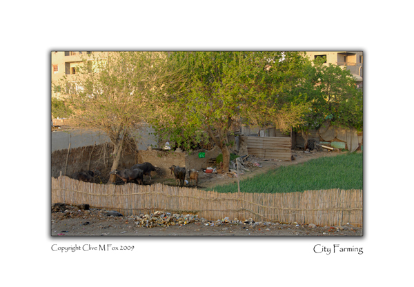 City Farming