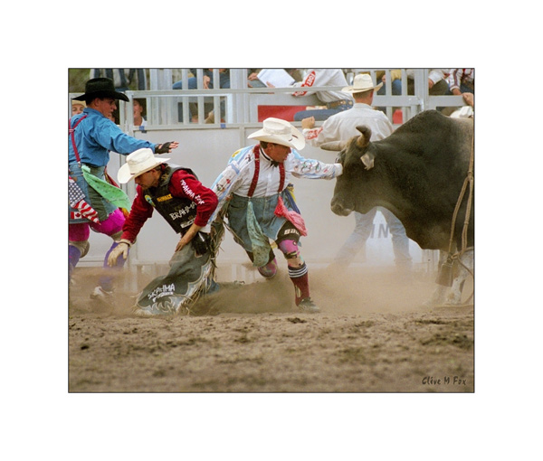 Bull Fighters in Action