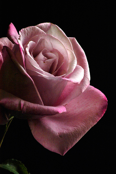 Pink Rose