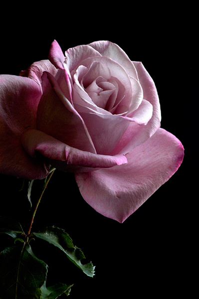 Pink Rose