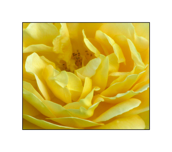 Yellow Rose