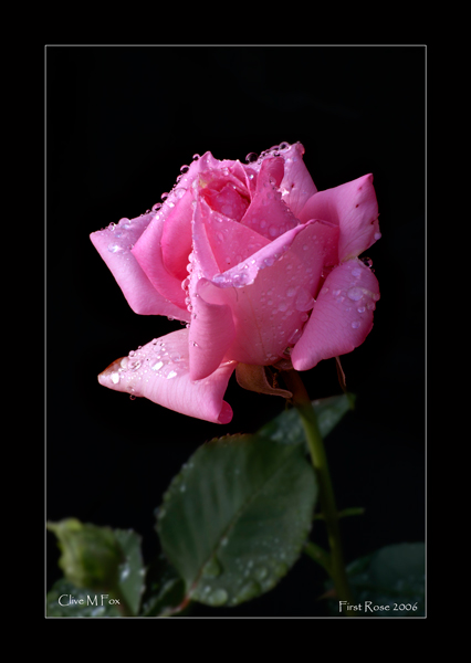 Season's First Rose