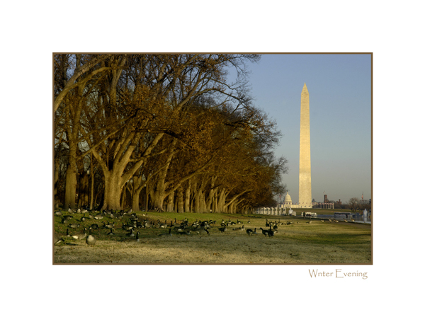 Reflecting Pool Gardens Washington DC