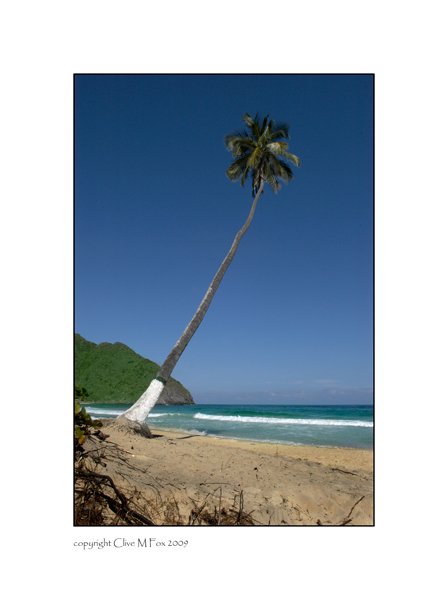 Coconut Palm