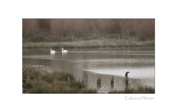 Winter Swans
