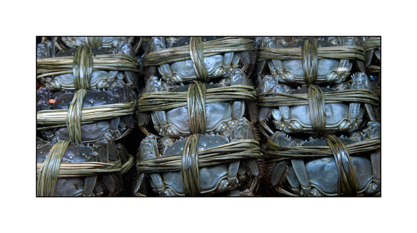 Live Blue Crabs