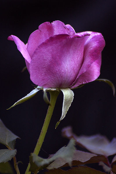 David Austin Fragrant Plum Rose