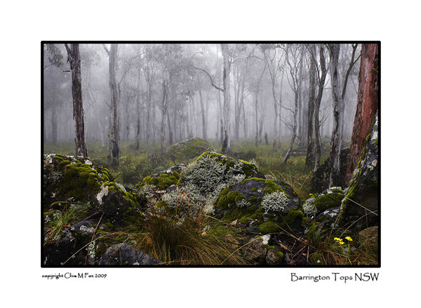 Mystical Forest
The mists of Barrington Tops New South Wales
50asa Velvia slide
