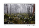 Mystical Forest
The mists of Barrington Tops New South Wales
50asa Velvia slide