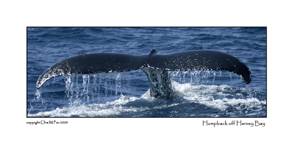 The Whales Tale