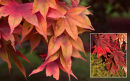 "When Autumn Leaves..."