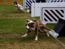 "Canine Allstars"
