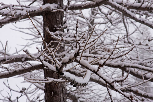 Snowfall. 