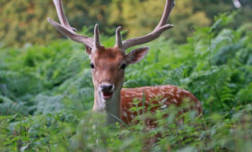 Bambi....