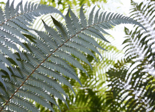 New Zealand Fern