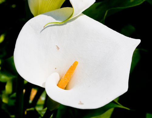 Lilly