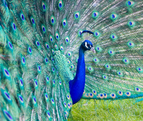 Peacock
