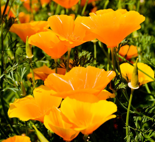 Poppy's