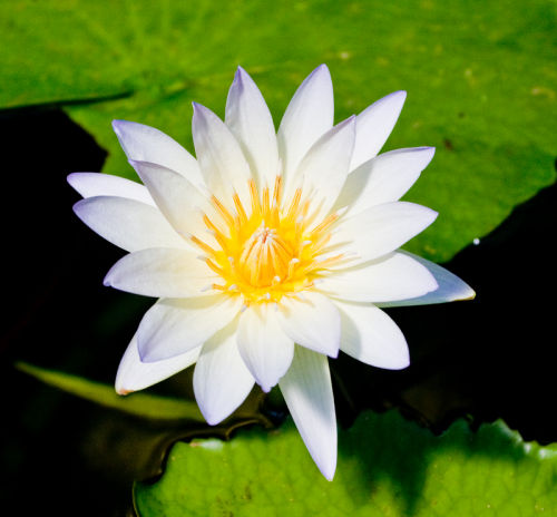 Water Lilly