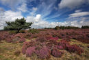 Westleton, Suffolk