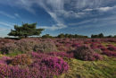 Westleton, Suffolk