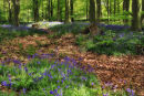 Bluebell Woods, Norfolk